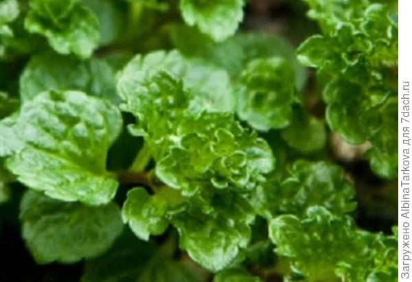 Молодые листочки мяты кучерявой, формирует кустики 50-90 см в высоту