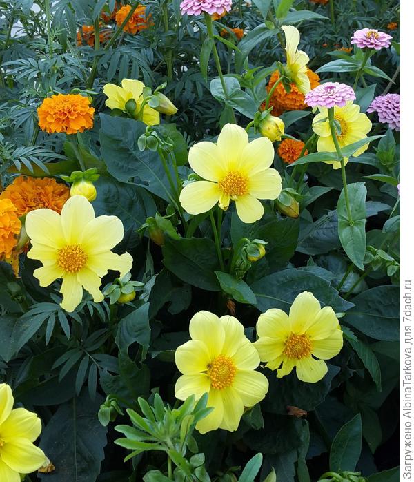 Мои однолетние георгины, 15 июля 2019