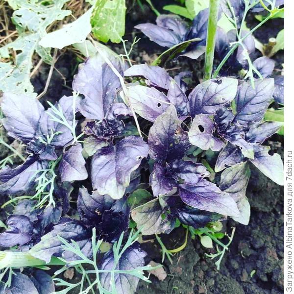 Базилик фиолетовый Ереванский: вкус, красота и польза