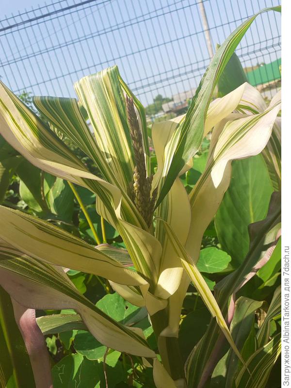 И метёлки пока зелёные, возможно еще покраснеют