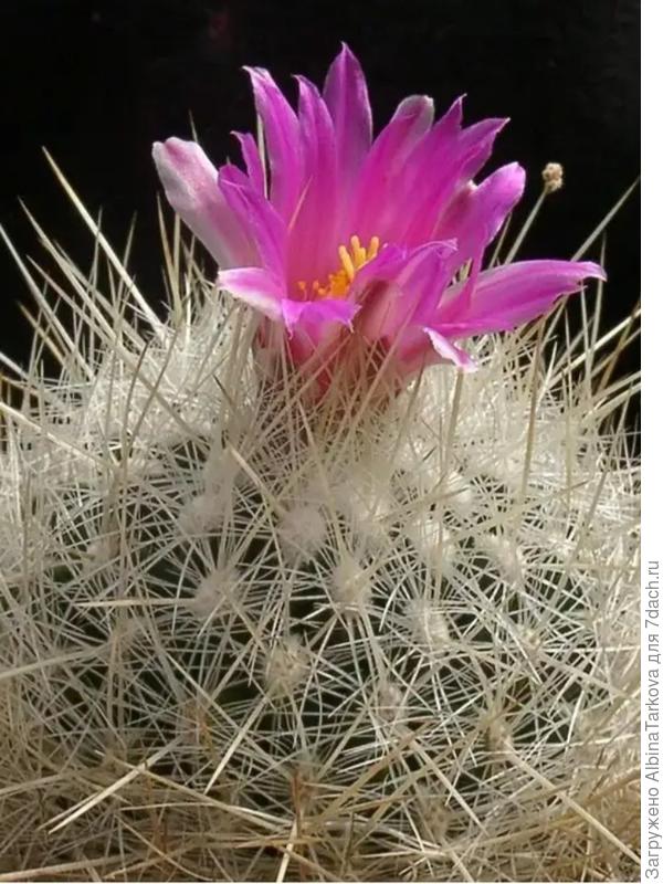 Телокактус Макдауэлла