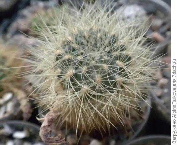 Sulcorebutia swobodae - сулькоребуция свободная