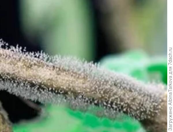 Гниль стебля