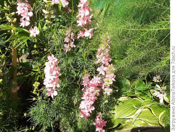 Сорт &#39;Дефиле&#39;, однолетний дельфиниум