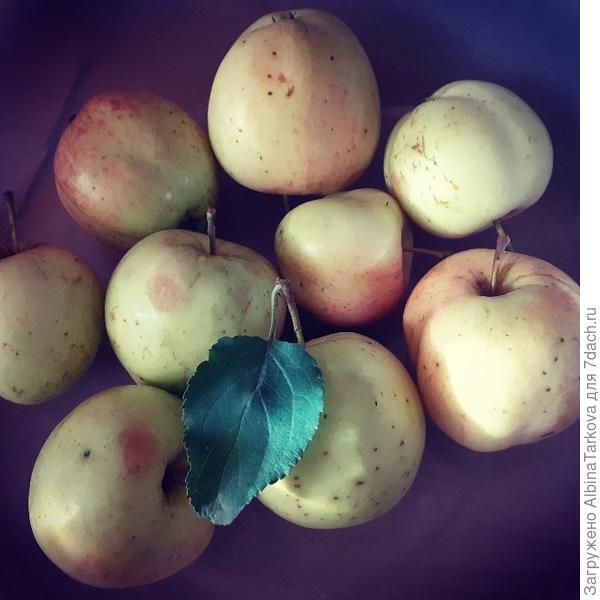 Свои яблочки:)