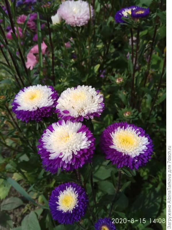 Черника со сливками