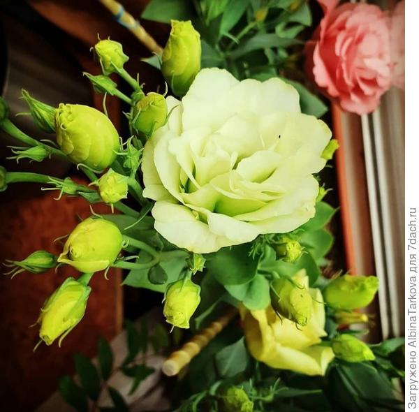 Роскошная &amp;#39;Пиколло лайм&amp;#39;