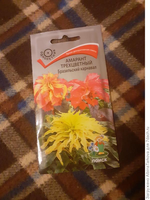 Красивый и яркий амарант