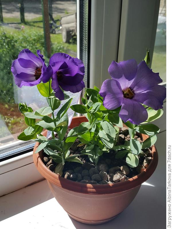 Эустома низкорослая (15 см), Русалочка