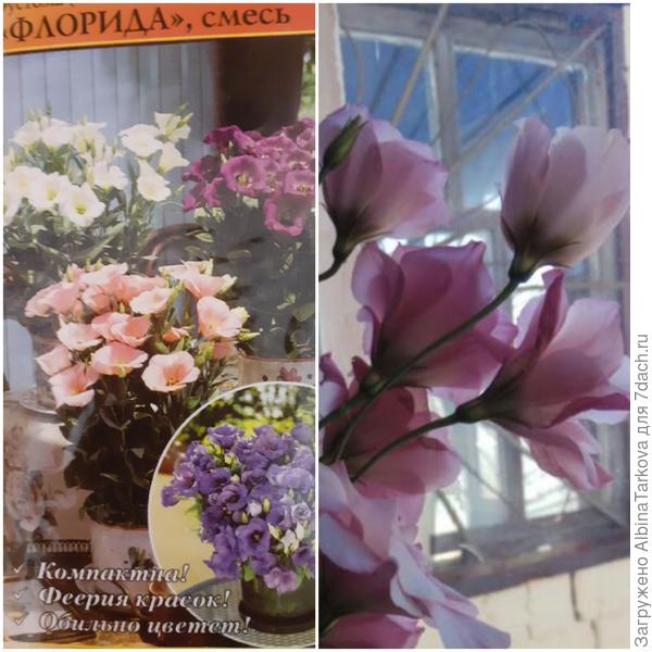 Нежные цветы