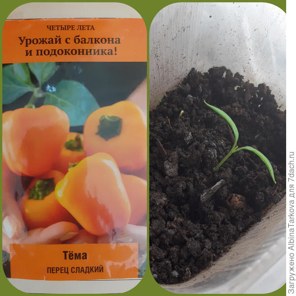 Сорт 'Тёма', комнатный, раннеспелый