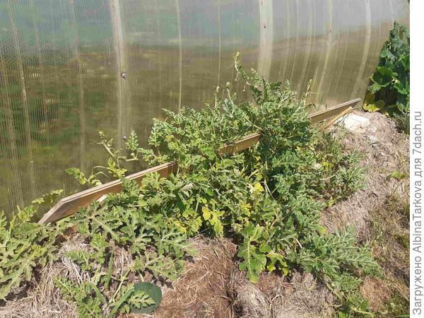 Вдоль теплицы на навозной грядке