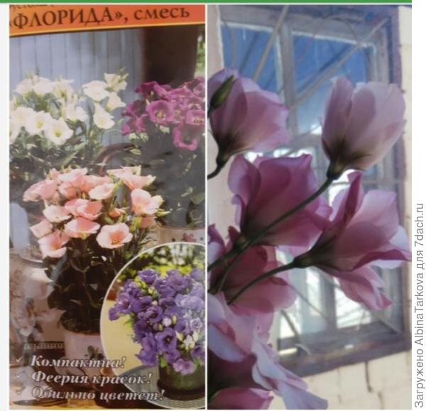 И цветы совсем не похожи на картинку, но даже красивее