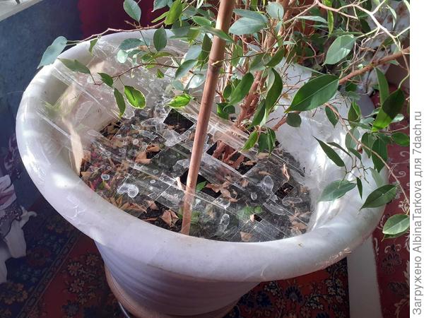 А это защита от котиков:)
