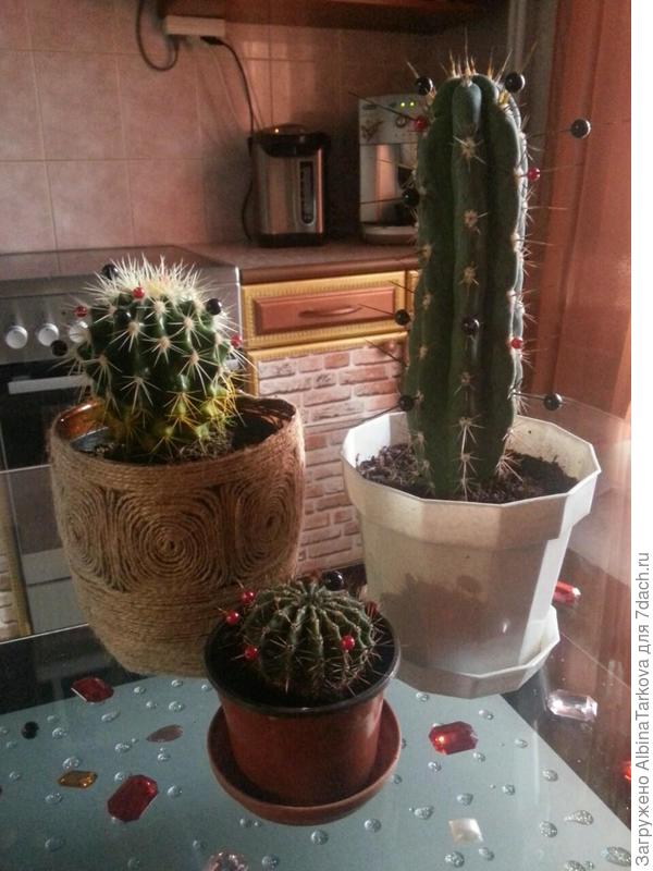 Мои кактусы