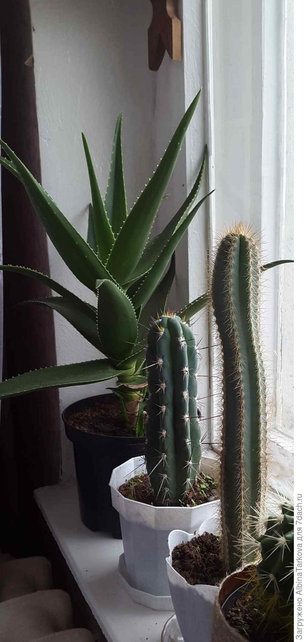 И ещё кактусы