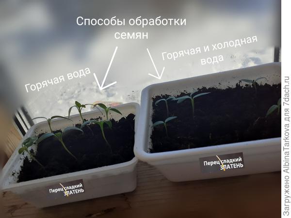 Готовы к пикировке, но семена замоченные в горячей воде перед посевом взошли быстрее и выглядят более "взрослыми"
