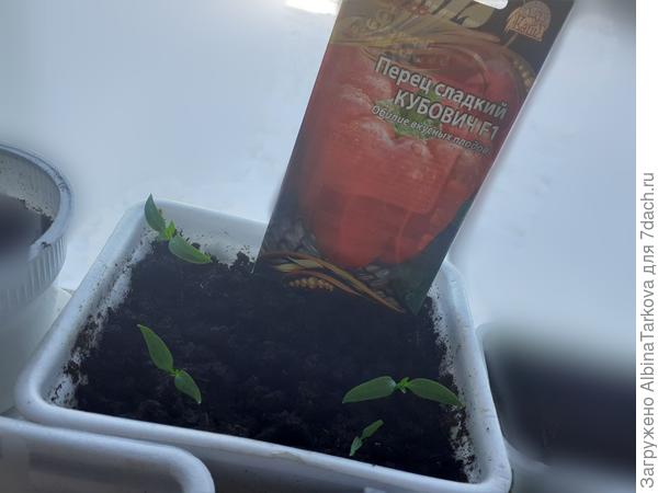 Рассада перца 'Кубович', 18 марта