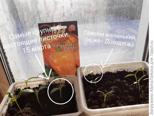 У большинства уже сформировано по два настоящих листочка: но если у одних относительно крупные, то у других совсем крошечные. Но для пикировки это не проблема. Предпочитаю пикировать как можно раньше