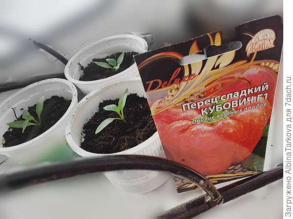 Перцы на подоконнике, западное окно, 30 марта