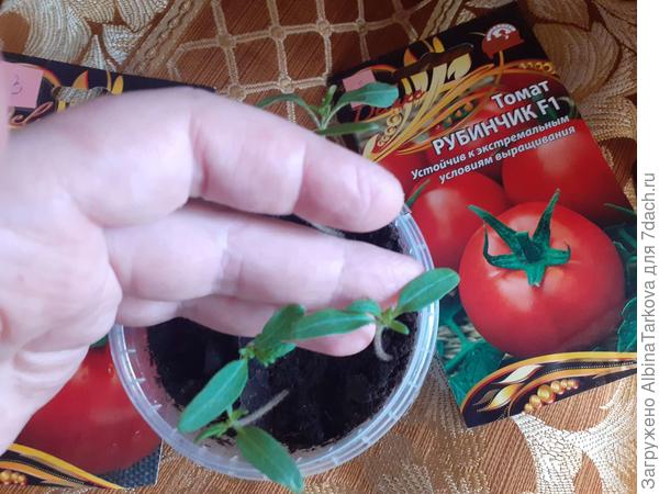Настоящие листочки уже вполне большие, а значит, не за горами и пикировка