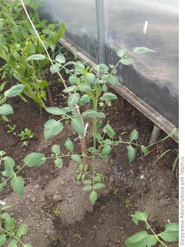 Клубничка желтая