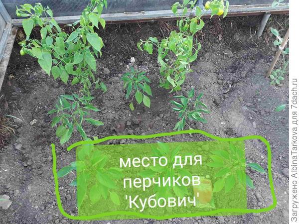 'Кубовичам' отдельного места не нашлось, поэтому пришлось "подселить" их к другим сладким перцам. Как раз осталось место для трех растений