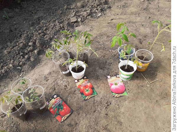 Готовы к высадке, 22 мая, пока стоят в теплице