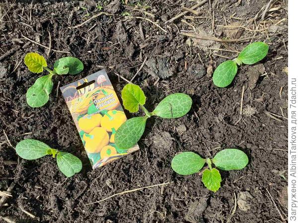 29 мая уже сформировалось по одному листочку