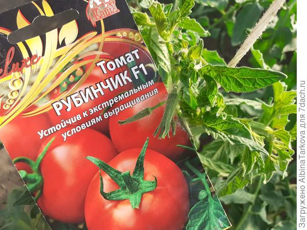 Бутоны у сорта 'Рубинчик', 11 июня