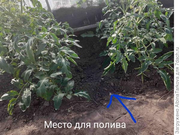 Мне так удобно, вода не размывает корни