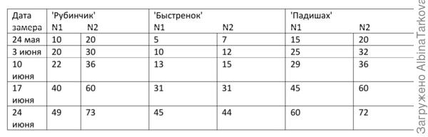 Динамика роста томатов в период с 24 мая по 24 июня 2021 года (в см), N1 обозначены томаты со стороны прохода, N2 томаты, растущие у стенки теплицы