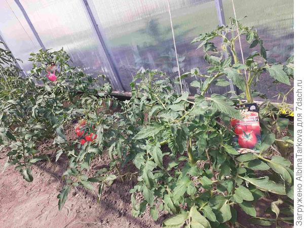 Все мои томаты от ООО "Ваше хозяйство", 26 июня