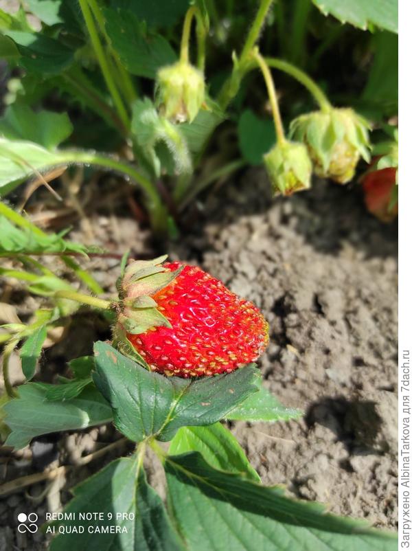 Просто клубника