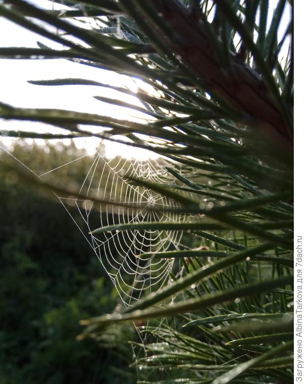 В свободное от огорода время (было пару раз) успеваю любоваться красотами родной природы