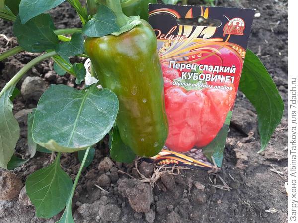 'Кубович' также решил начать краснеть 17 июля
