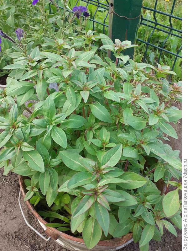 Еще молодые побеги, пока не цветут