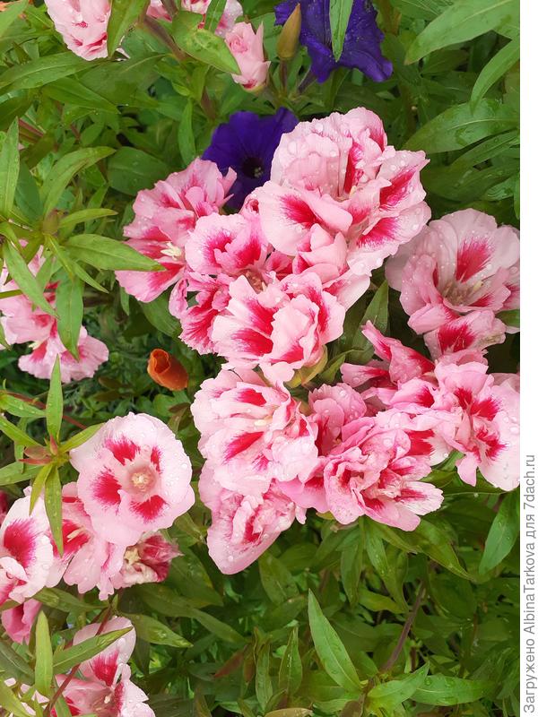 Роскошное цветение