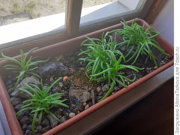 Попробую в контейнере вырастить