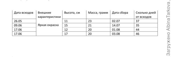 График сбора салата