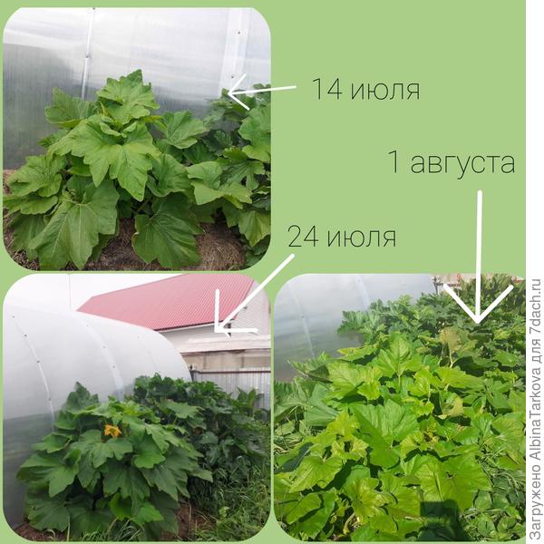 Огромный куст, длина поетей до 150 см