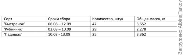 Сбор плодов с одного растения