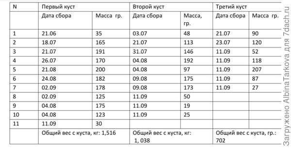 Спор плодов сладкого перца 'Кубович'