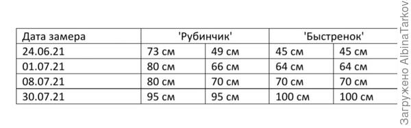 Растут как на дрожжах