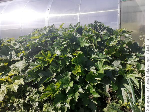 В этом сезоне настоящие заросли