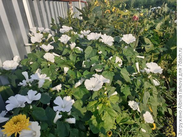 Заросли лаватеры в огороде, 25 августа