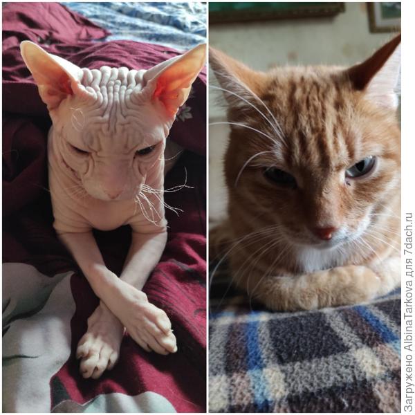 Котики одобряют