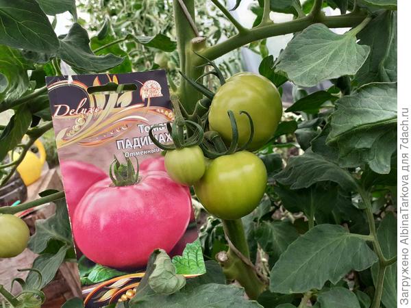 Пока ещё зелёные плоды, 16 июля