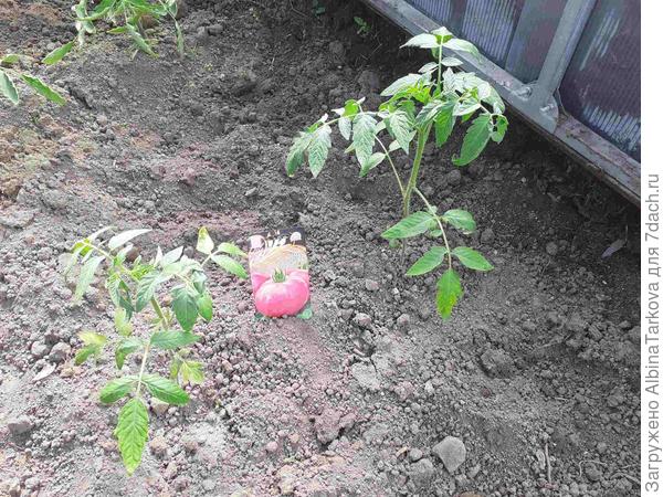 Это уже подросшие томаты, 4 июня