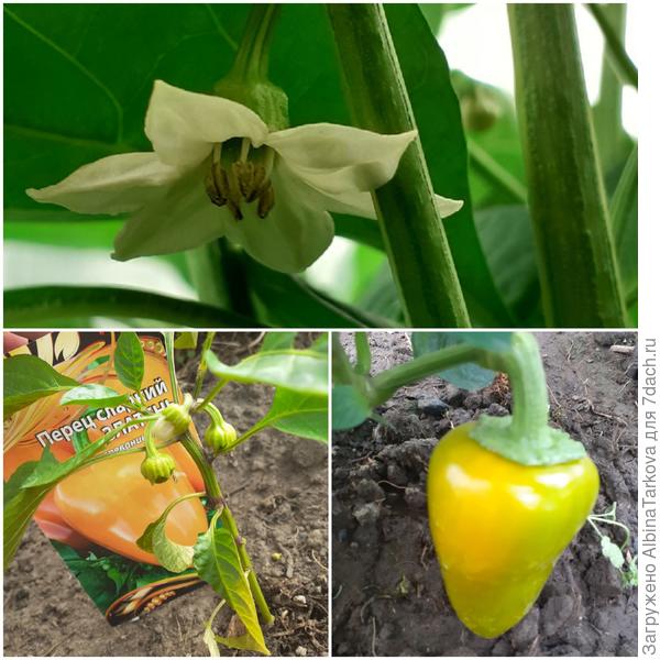 Основные моменты развития перцев в теплице